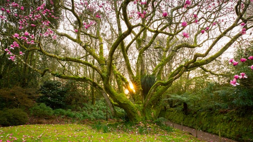A magnolia tree in flower at Trengwainton Garden, Cornwall